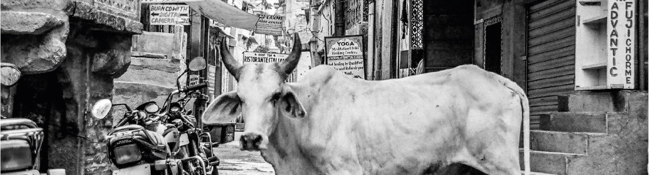 cow, indian cow, india